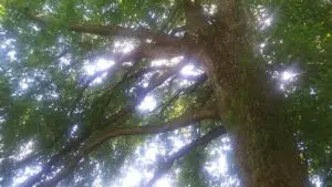 Art Retreats Looking up at tree | MacDonald Gallery
