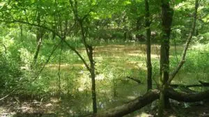 Art Retreats Pond | MacDonald Gallery