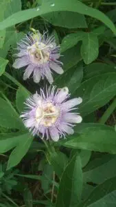 Art Retreats Thistle in Field 06 | MacDonald Gallery