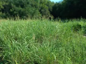 Art Retreats Thistle in Field 21 | MacDonald Gallery