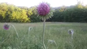 Art Retreats Thistle in Field | MacDonald Gallery